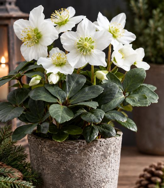 Helleborus niger ‘Christmas Carol’